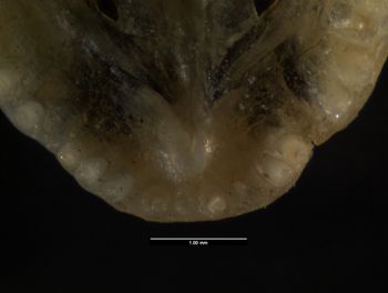 Media type: image;   Herpetology R-66857